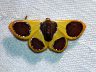 píďalka (Lepidoptera: Geometridae; Západní Papua, Indonézie)